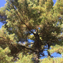 White pine