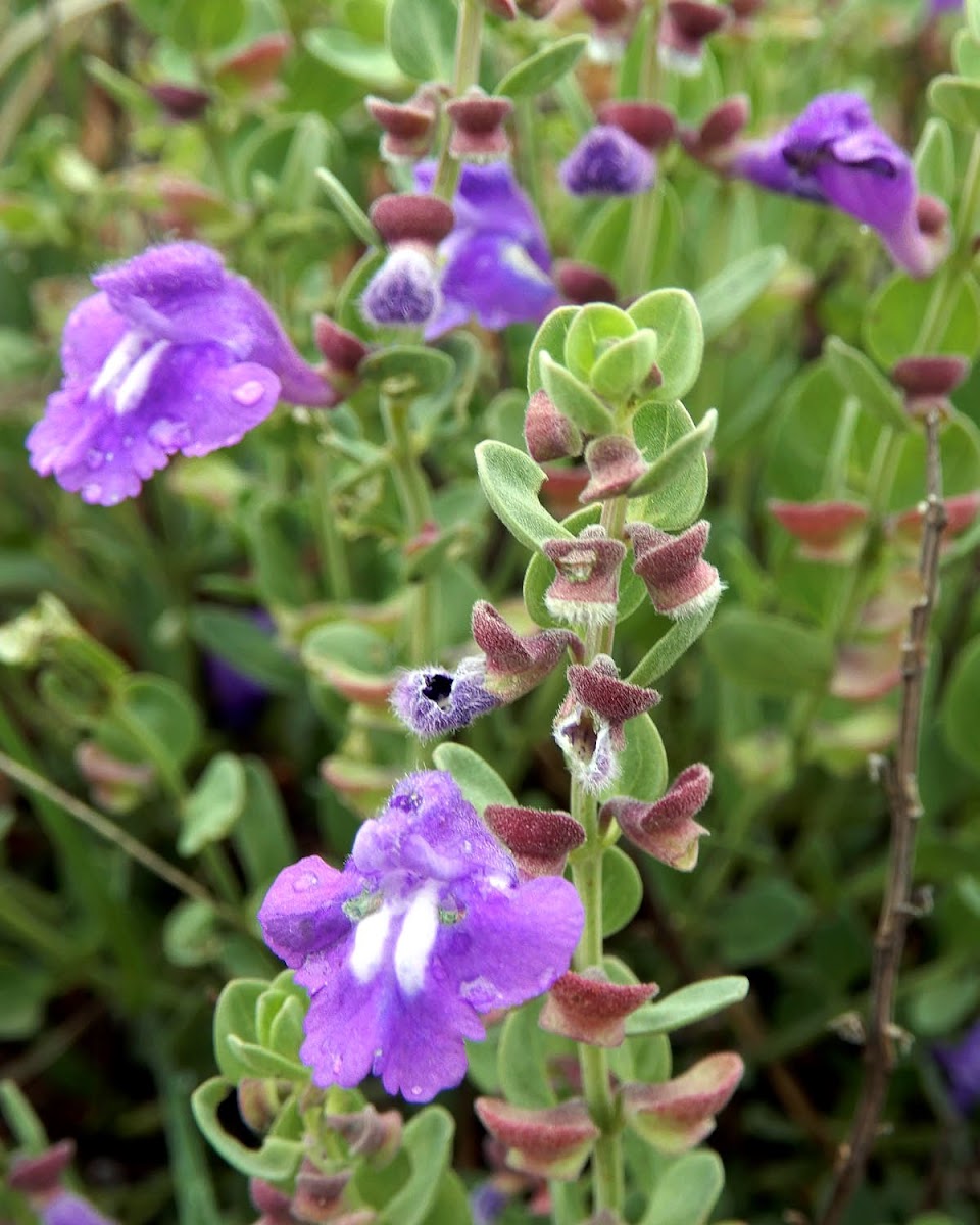 Helmet Flower