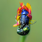 Cylindrical Leaf Beetle