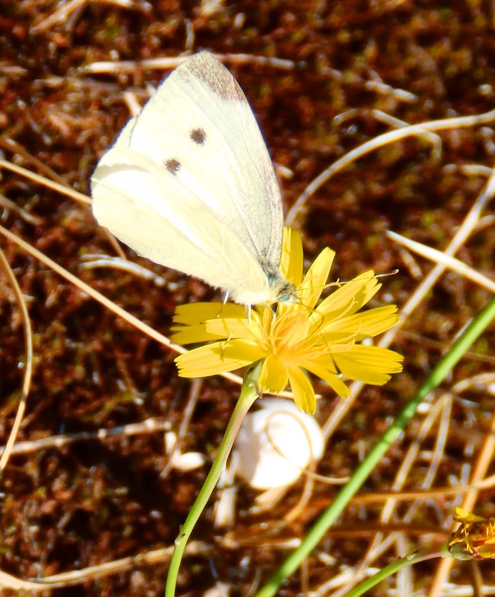 Small White butterfly