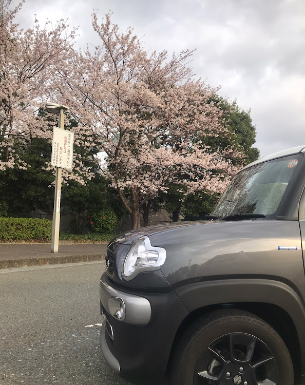 クロスビーの桜と愛車・桜とコラボ・第3京浜都築PAに関するカスタム事例の投稿画像1枚目