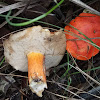 Orange bolete