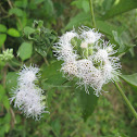 Siam Weed Flower