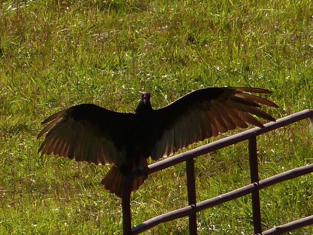 Turkey vulture