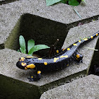 Fire Salamander