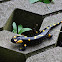 Fire Salamander