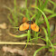 Brush-footed Butterfly