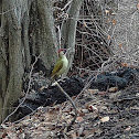 European green woodpecker