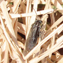 Common sawfly