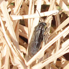 Common sawfly