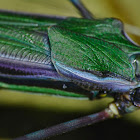 Stick Insect, Phasmid