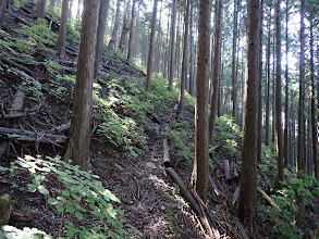 鞍部下にも作業道