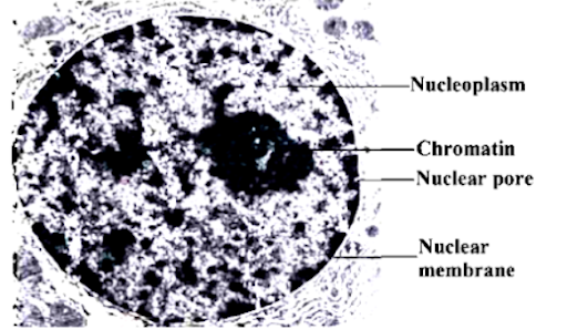 Nucleus