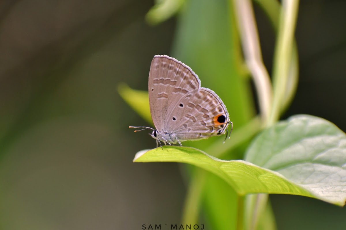 Forget-Me-Not