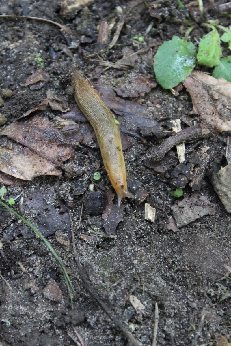 Tawny Garden Slug