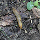 Tawny Garden Slug