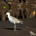 Willet