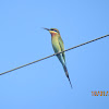 Blue-tailed Bee eater