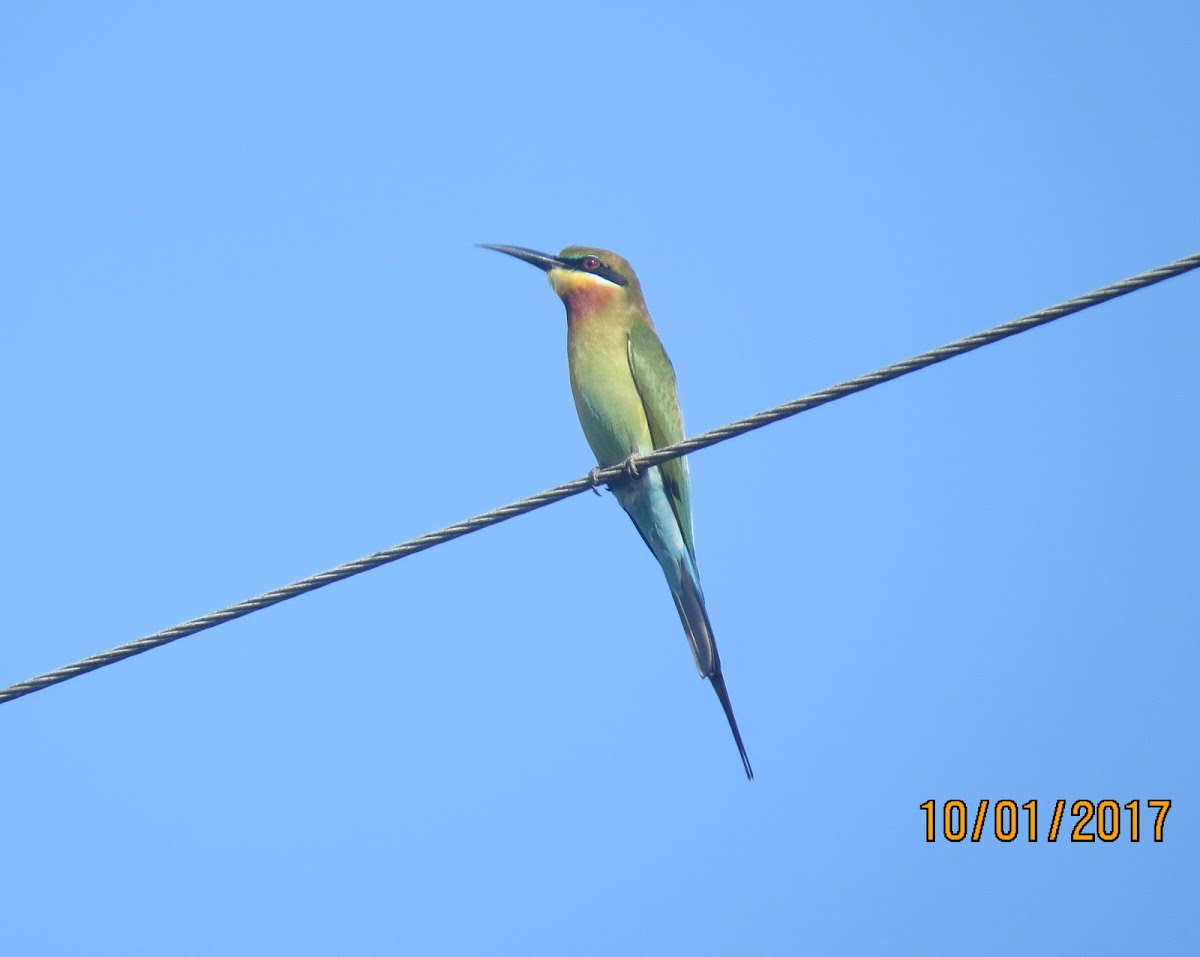 Blue-tailed Bee eater