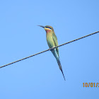 Blue-tailed Bee eater