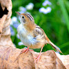 Golden-headed Cisticola