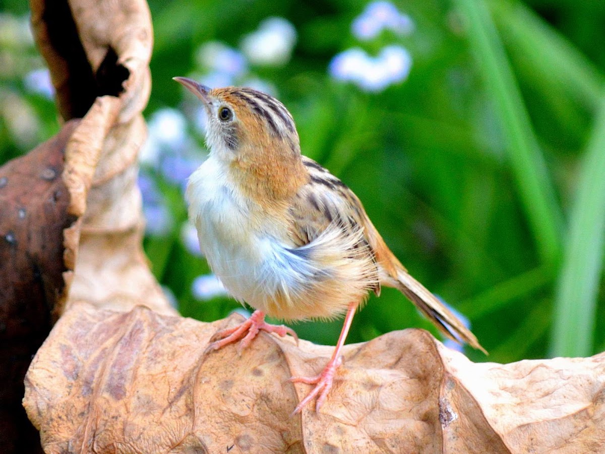 Golden-headed Cisticola