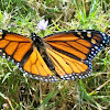 Monarch butterfly