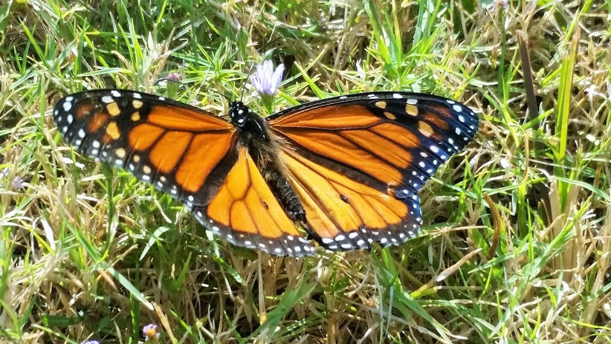 Monarch butterfly