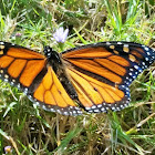 Monarch butterfly