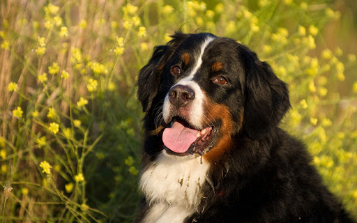 Bernese Mountain Dog Pack 2