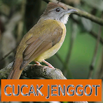 Cover Image of 下载 Master Kicau Cucak Jenggot 1.1 APK