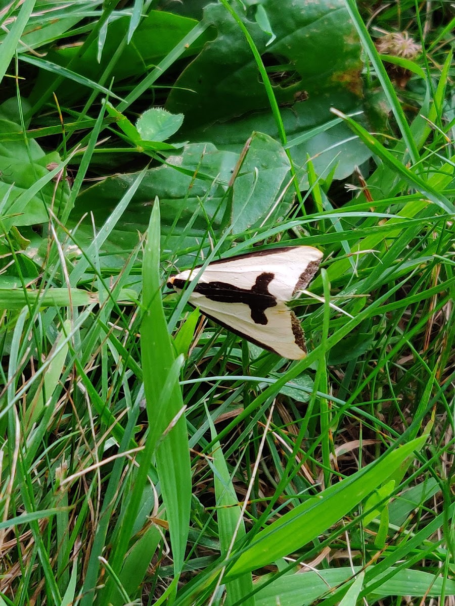 Clymene Moth