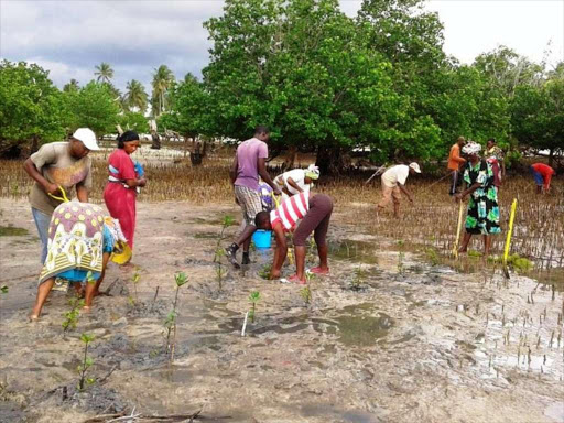 Mikoko Pamoja community based organization members at Gazi and Makongeni in Msambweni Kwale planting mangrove plants at the shores of Indian ocean as they conserve the plant to trap carbon dioxide for climate change mitigation.They earn Sh1 million annually for the last two years for planting and conserving mangrove. Photo by ALLOYS MUSYOKA