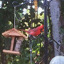 Northern Cardinal