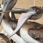 Brown pelican (juveniles)