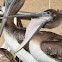 Brown pelican (juveniles)