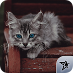 Imagenes de gatos! Apk