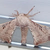 Silk moth