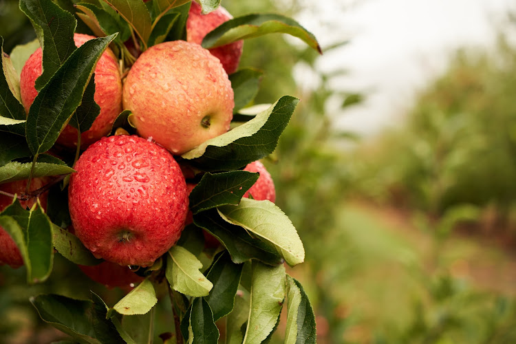 By partnering with suppliers that use regenerative farming methods, Woolworths is helping to shape a more resilient and sustainable future for all. Picture: Woolworths