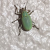 Blue-Green Citrus Root Weevil