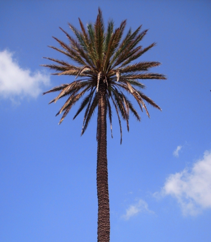 Su dove il cielo più blu di leob