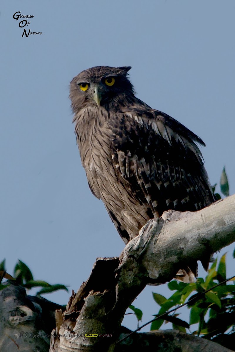 BROWN FISH OWL