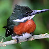 Martim-pescador-pequeno (Green Kingfisher) - Male