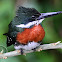 Martim-pescador-pequeno (Green Kingfisher) - Male