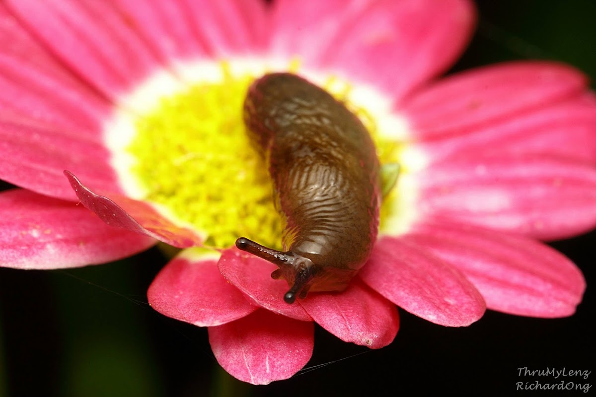 Smooth Land Slug