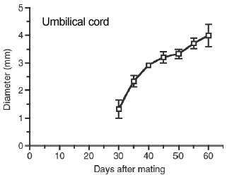 Evolución del diámetro del cordón umbilical hasta el 65° día de gestación en 60 llamas