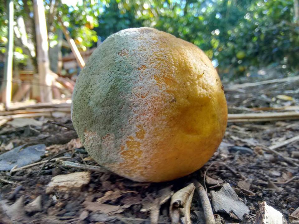 LARANJA