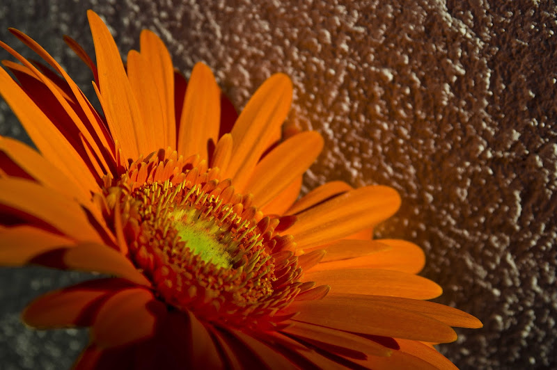 Ultimo sole per la gerbera di Roberto Simonazzi