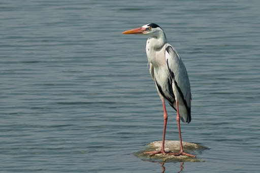 Indian Birds Puzzle