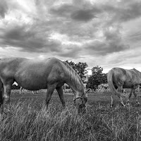 Il cavallino nero di 